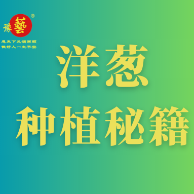 洋蔥種植秘籍：掌握這八點(diǎn)，種出優(yōu)質(zhì)洋蔥！